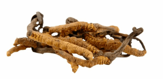 Cordyceps mushrooms at Gluconol