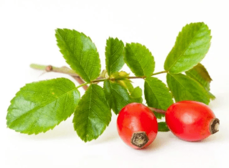 Rose hips at Gluconol